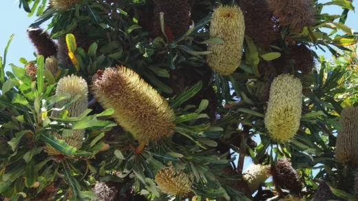 Community Life on Phillip Island