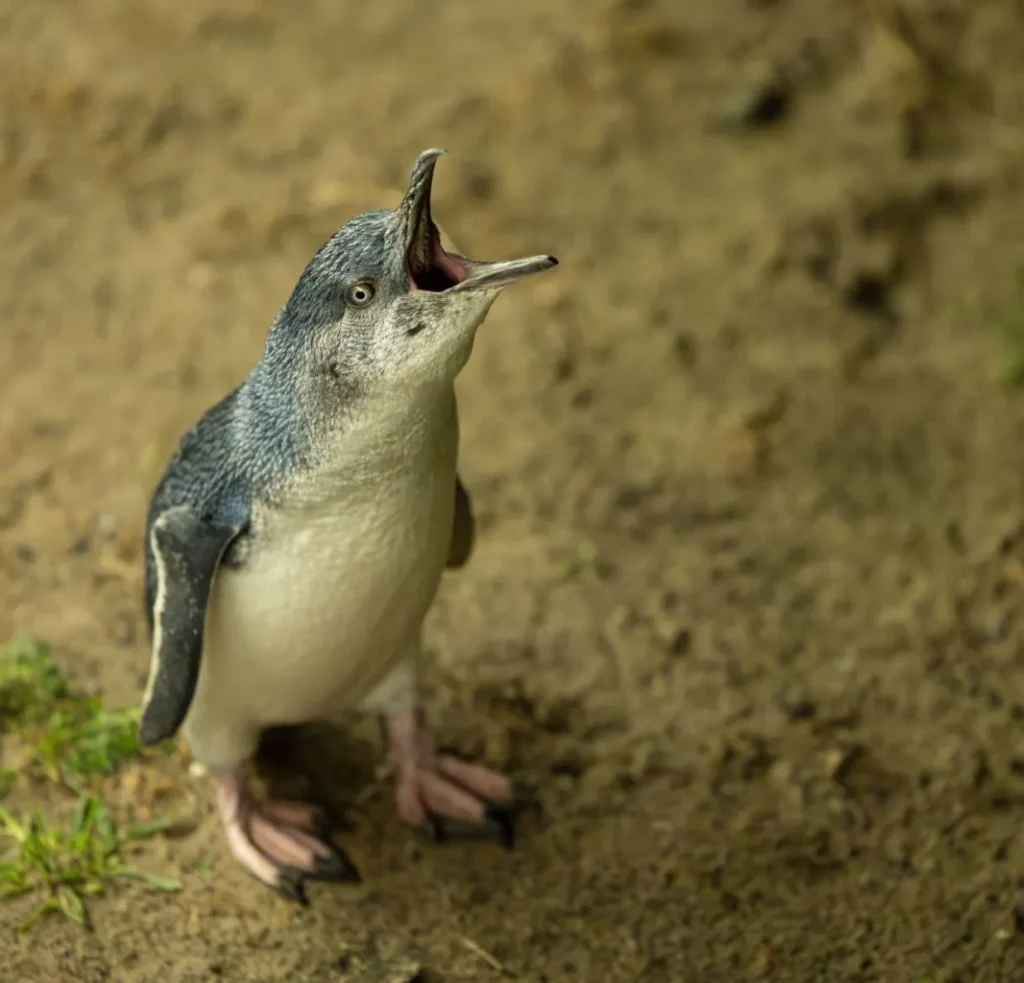 penguin parade