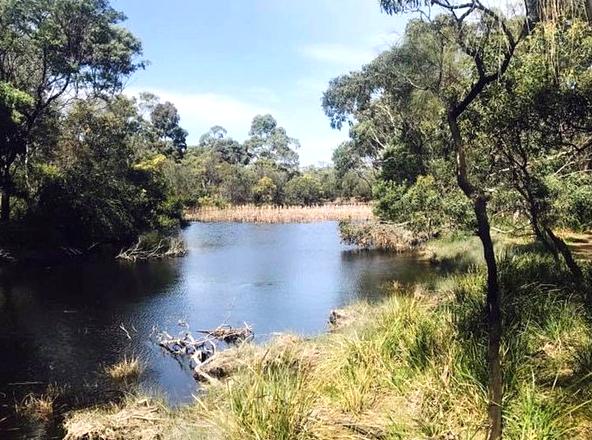 Coastal Sanctuary: Exploring Ocean Grove Nature Reserve and Birdwatching