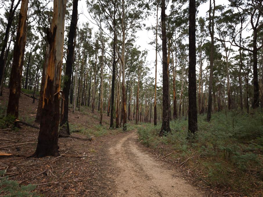 Journey Through the Forgotten Children's Walk