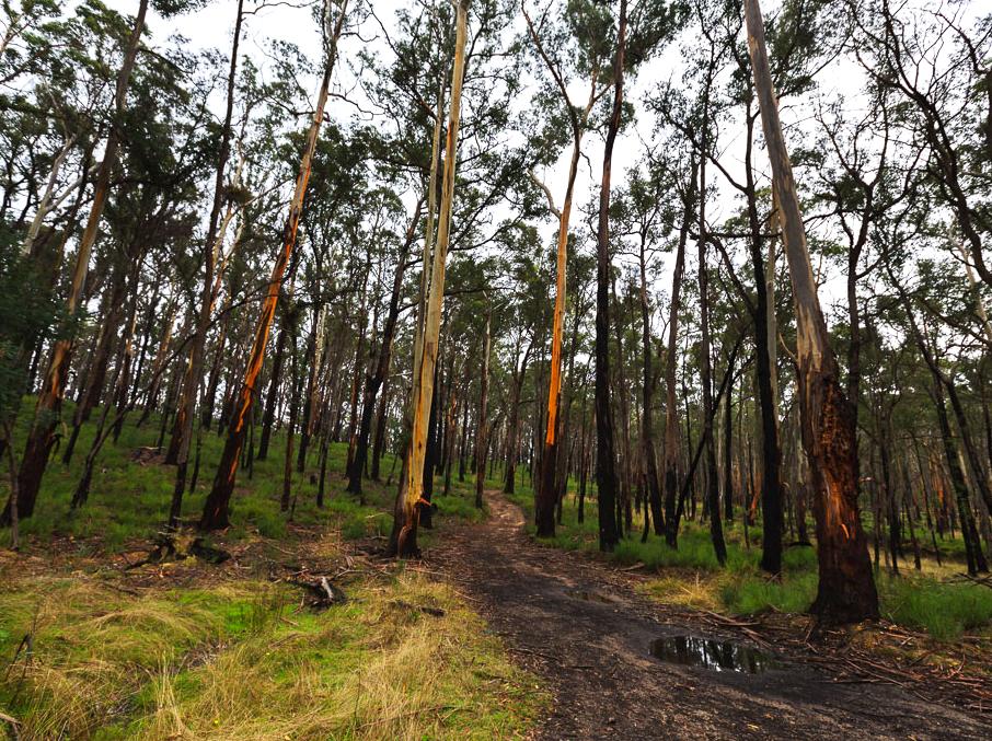 Experience the Mystique of the Lost Children's Walk