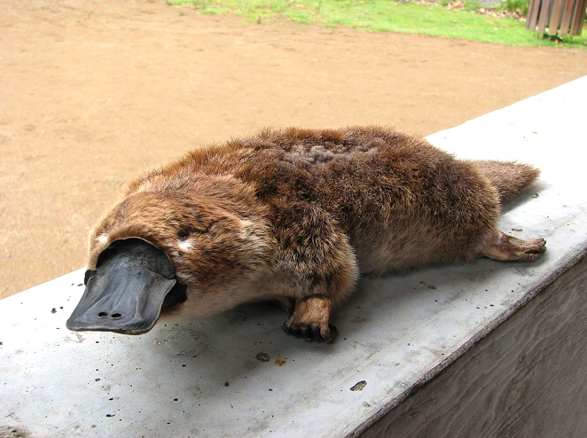 Dawn Expeditions: Spotting Platypus in Local Waterways