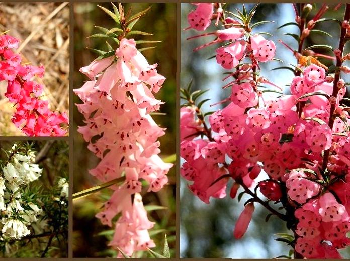 Snap the Colorful Spring Wildflower Panorama