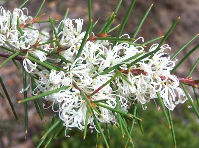 Document the Flourishing Wildflowers this Spring