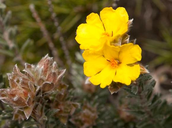 Record the Lush Wildflower Awakening in Spring