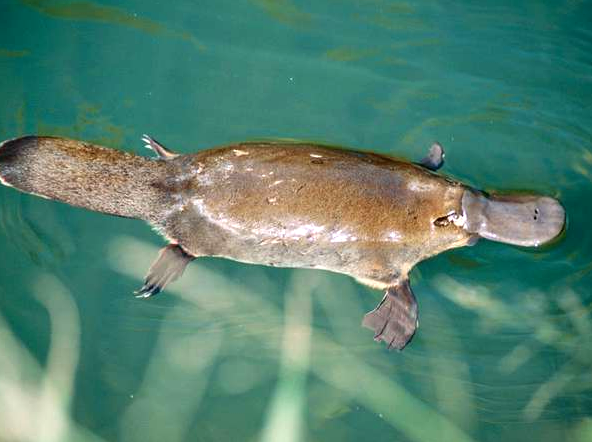 Look for Platypus in Community Streams at Daybreak