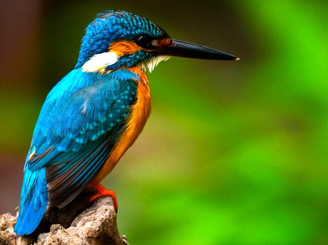 Explore Birdwatching for Rare Birds in the Park