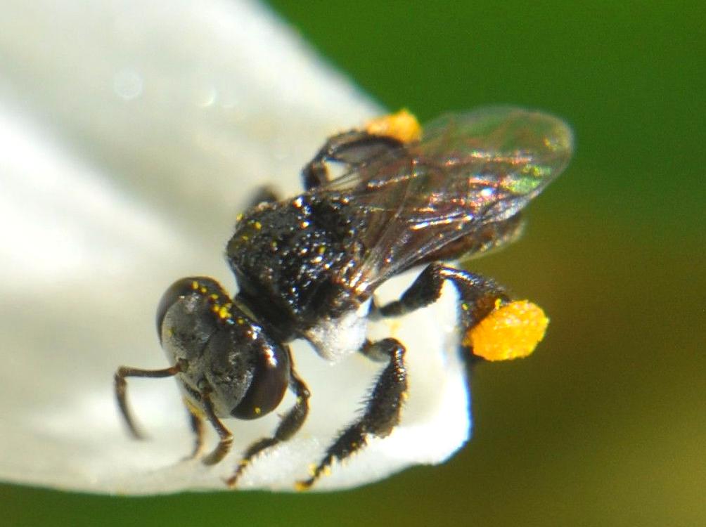 Attend a Workshop to Understand Native Bee Conservation Practices