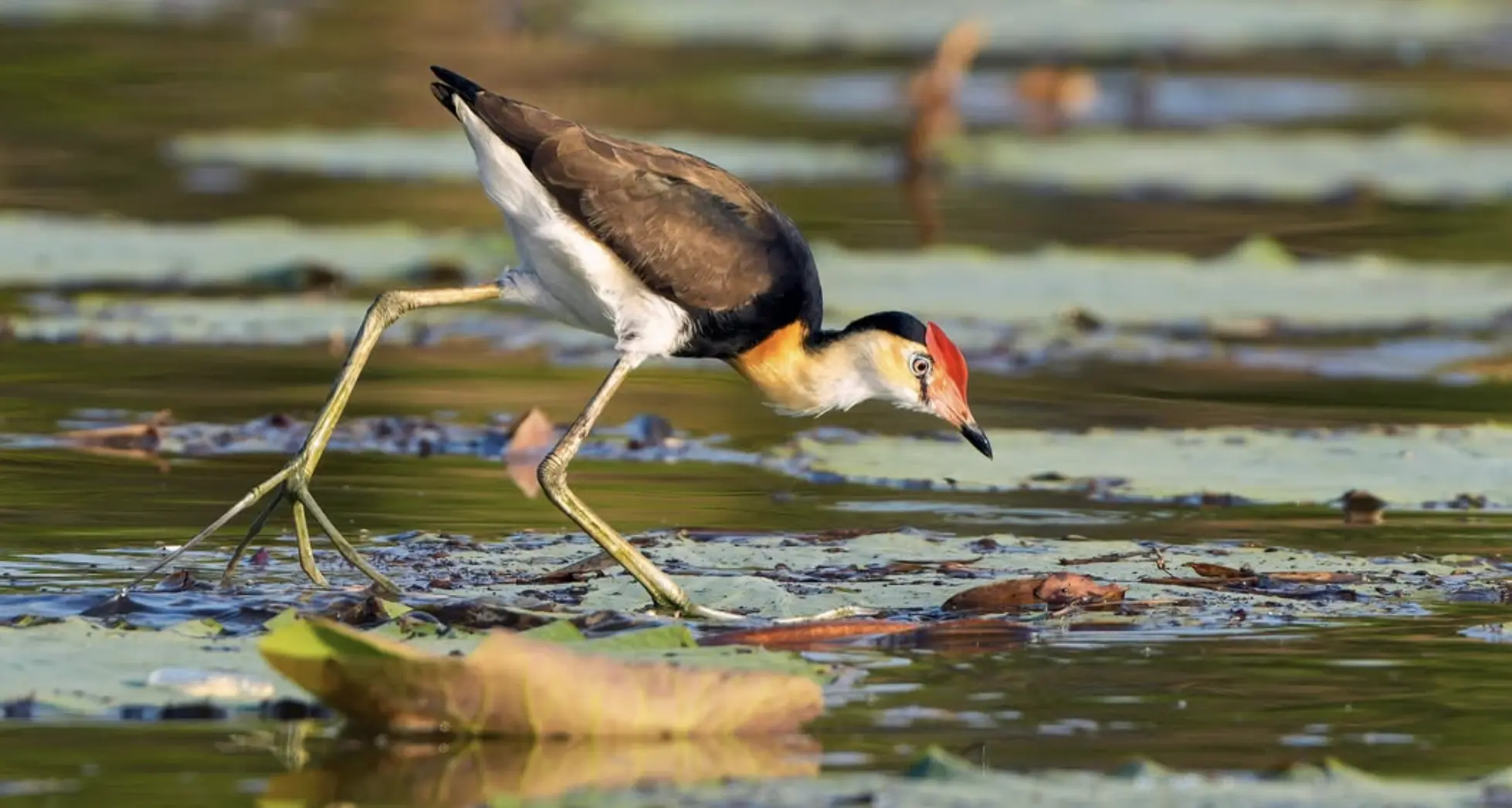 Mamukala Wetlands Birds