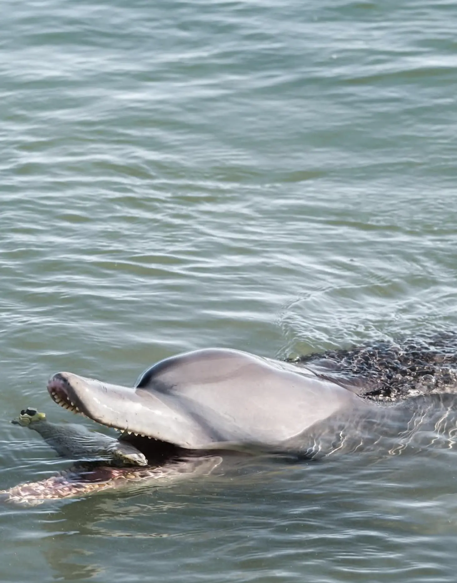 Monkey Mia Bottlenose Dolphins