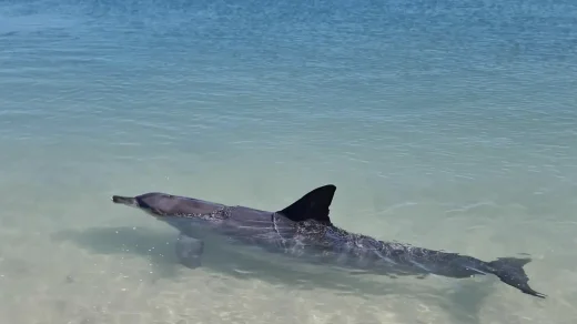 Monkey Mia Dolphin Research and Monitoring