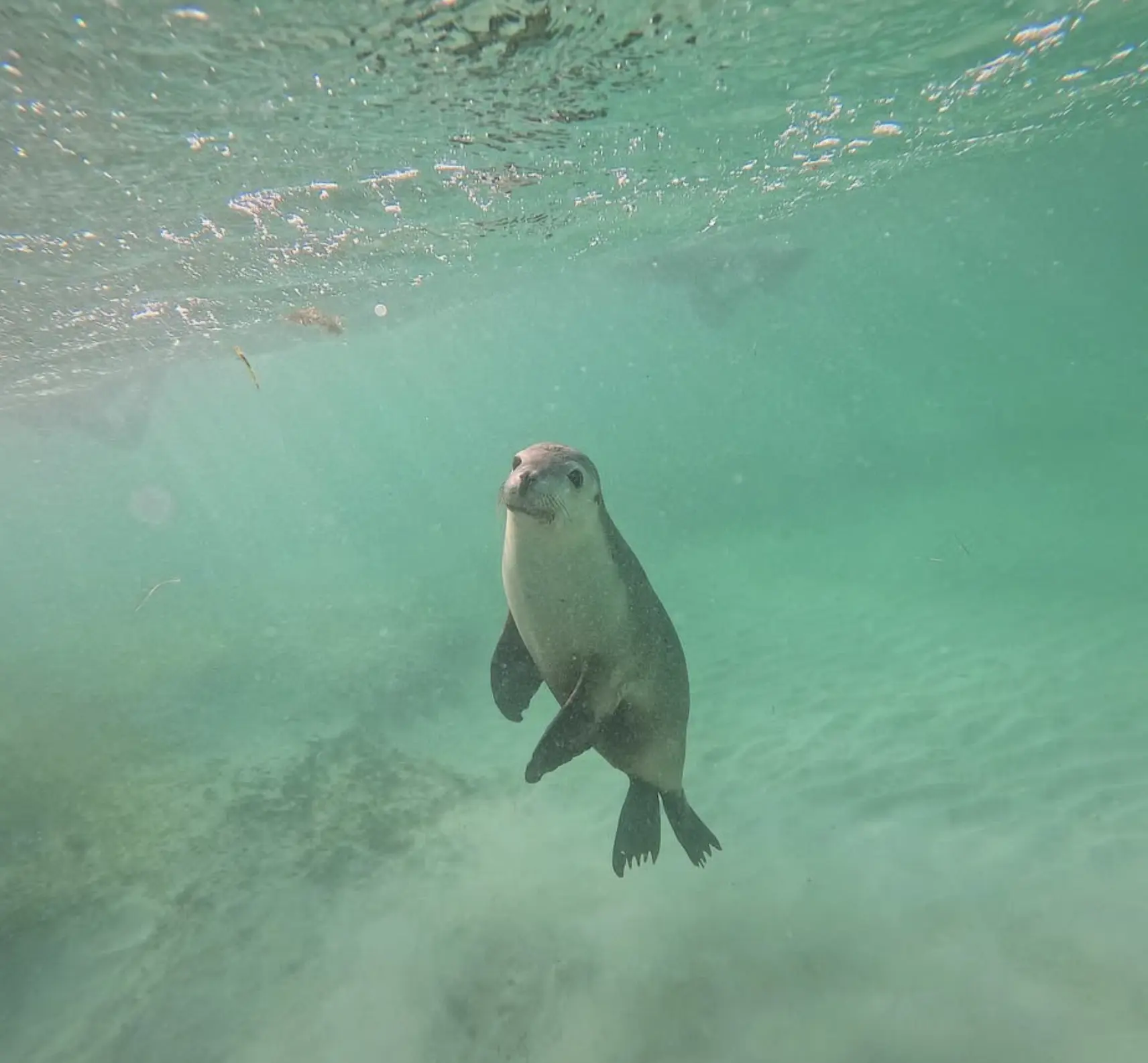 Shark Bay Marine Life