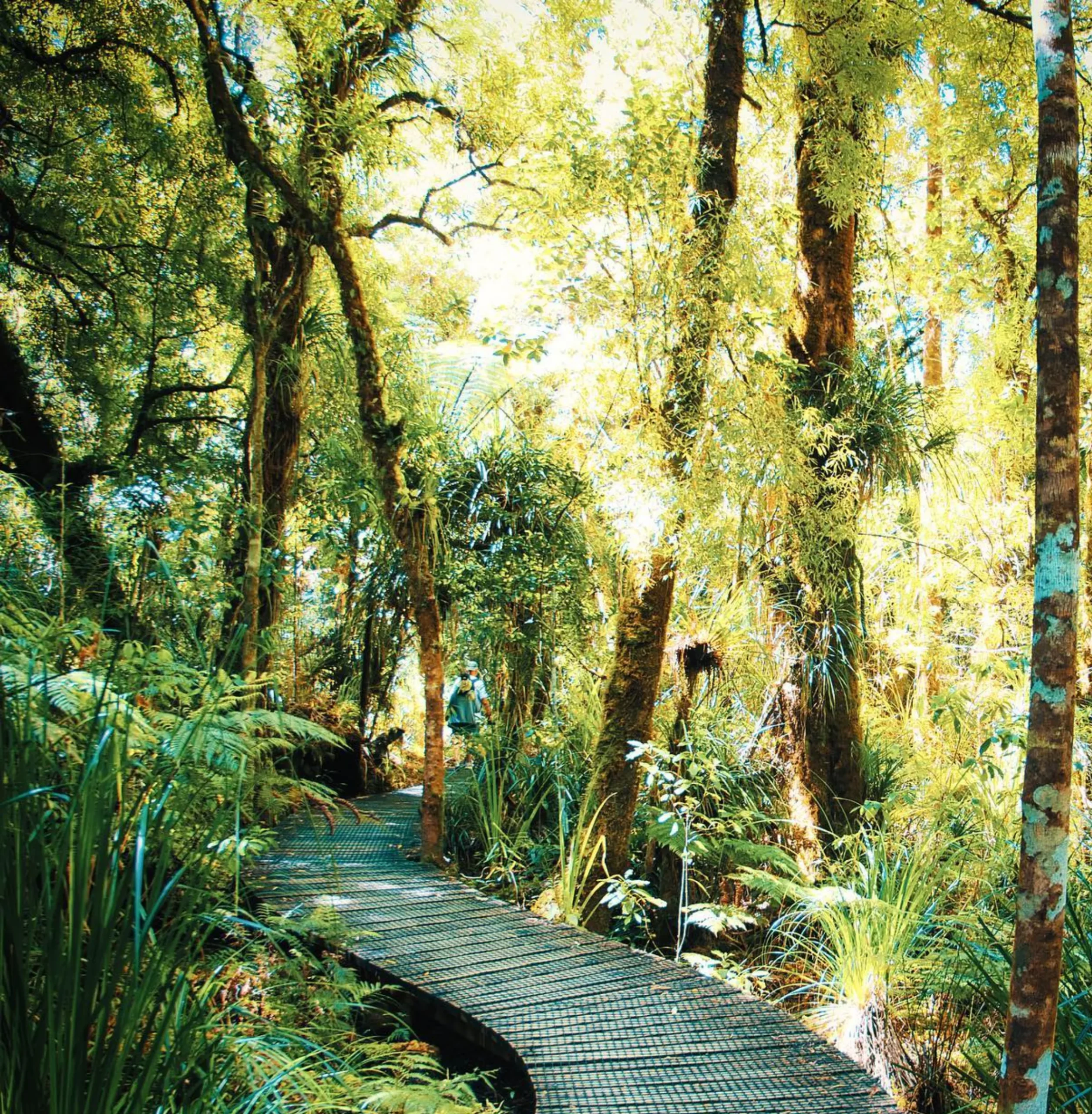 Waipoua Forest, Bay of Islands