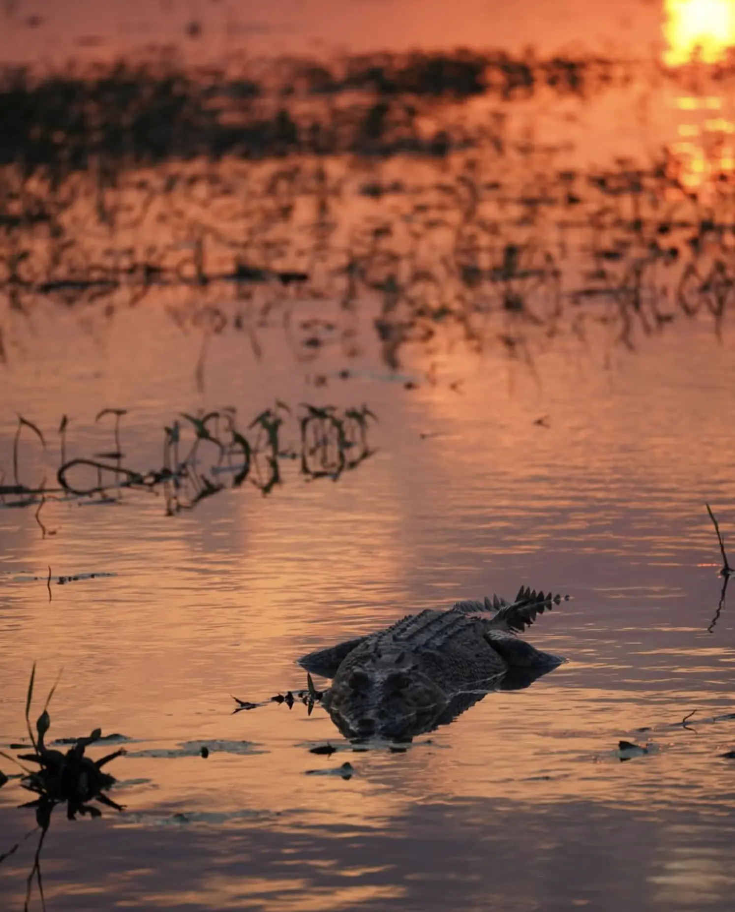 Yellow Water Billabong